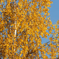 Betula pendula tree
