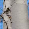 Betula utilis jacquemontii 'Doorenbos' or 'Snow Queen' white bark
