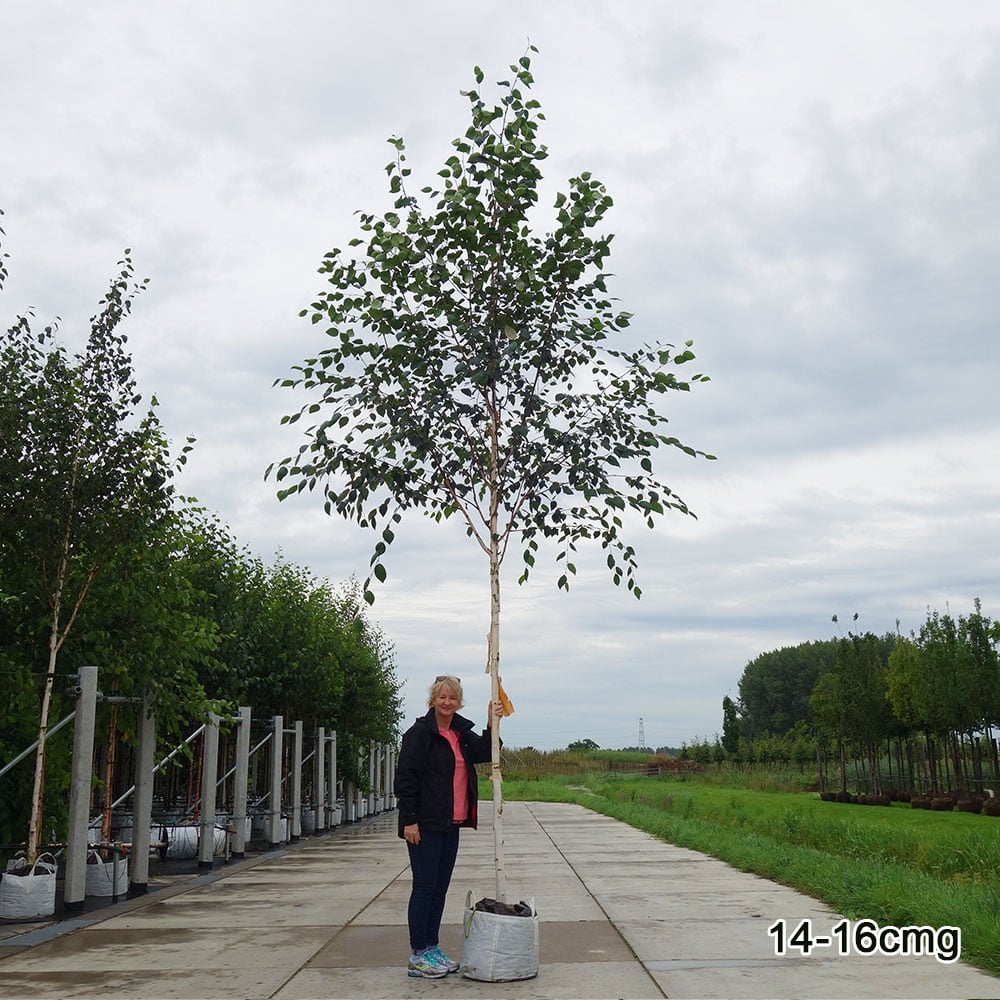 Mature Betula 'Snow Queen' Himalayan Birch tree