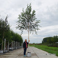 Mature Betula 'Snow Queen' Himalayan Birch tree