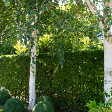Betula utilis jacquemontii Himalayan Birch