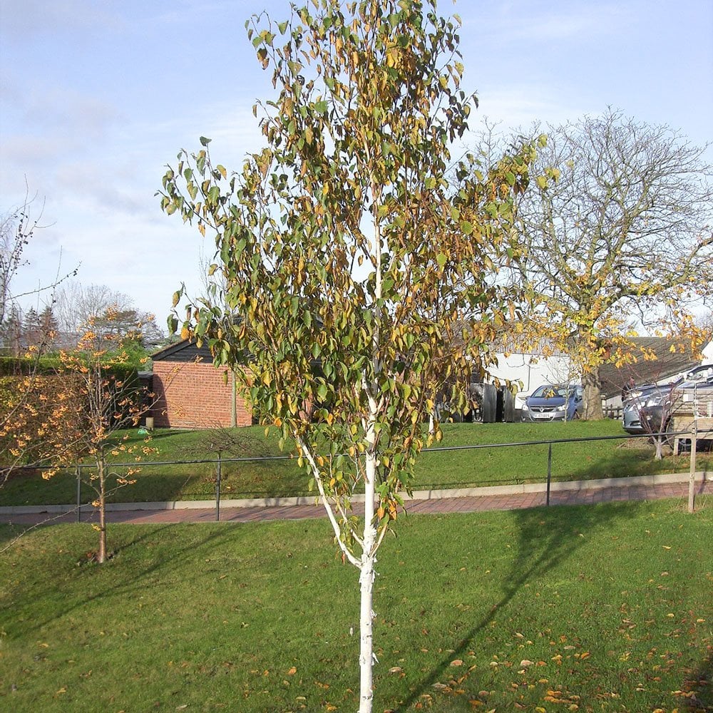 Betula utilis jacquemontii Trinity College Birch | Ornamental Trees