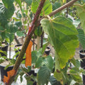 Single stem tree, 150-200cm, 12L pot