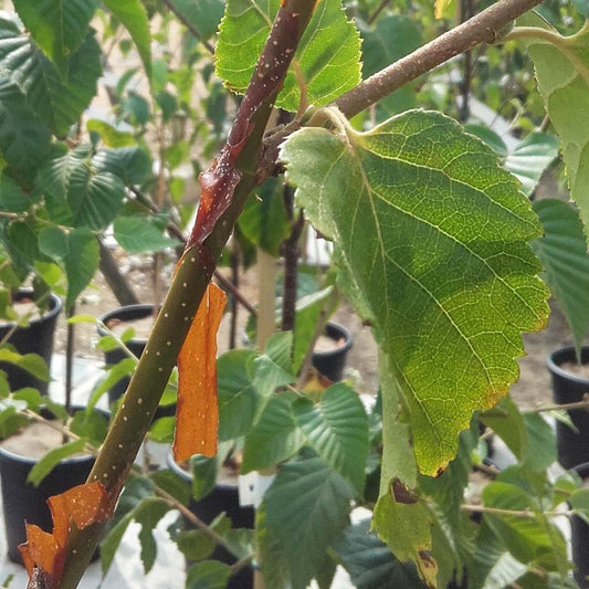 Betula utilis 'Nepalese Orange' Birch tree