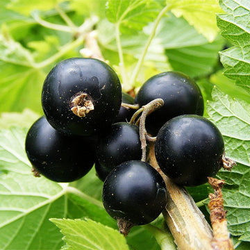 Big Ben blackcurrant plant
