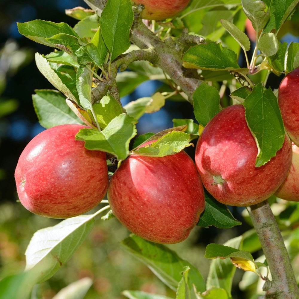 Apple Trees For Sale | Self-fertile, Dwarf Etc | Ornamental Trees