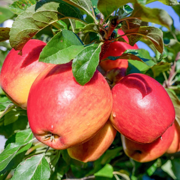 Braeburn Apple Trees For Sale | Grow Popular Apples | Ornamental Trees