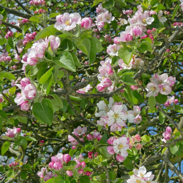 Bramley Seedling Apple Tree Cooking Apple Trees Ornamental Trees bramley-seedling-apple-tree-cooking-apple-trees-ornamental-trees