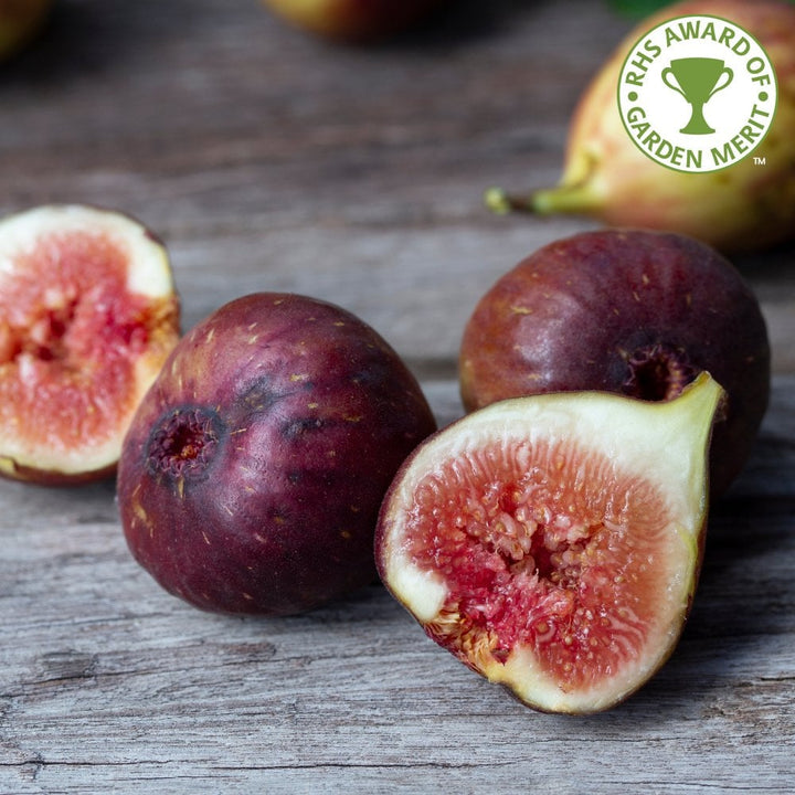 Rouge de Bordeaux Fig Trees | Fig Plants | Ornamental Trees