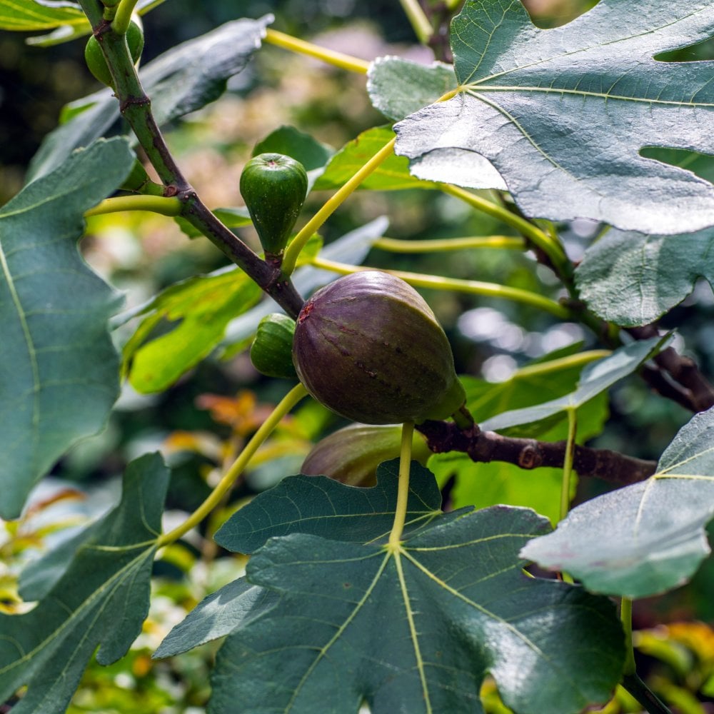 Turkey Small Tree Fig Brown Turkey | Buy Fig Trees & Bushes | Ornamental Trees