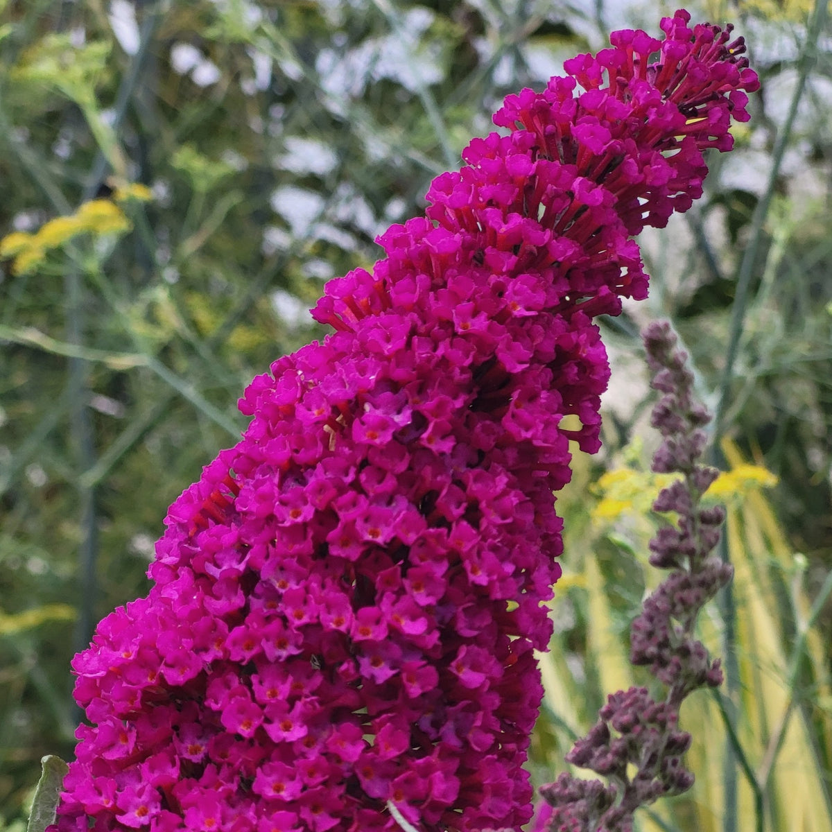 Buddleja Royal Red | Flowering Butterfly Bush | Ornamental Trees
