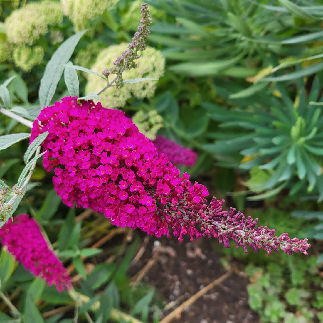 Buddleja Royal Red | Flowering Butterfly Bush | Ornamental Trees