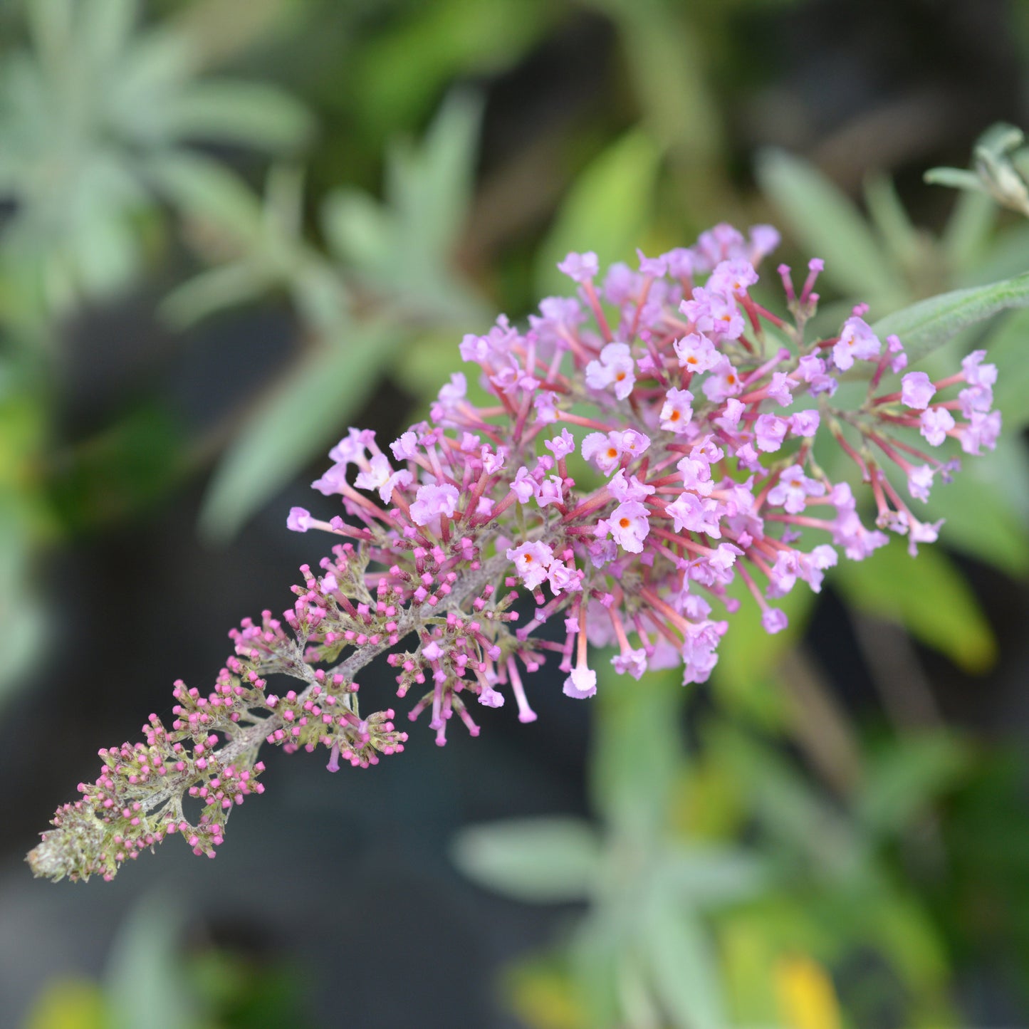 Buddleja 'Pink Delight'