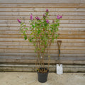 Bush, 80-100cm, 12L pot