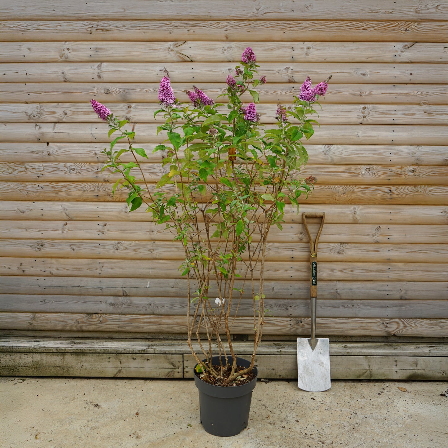 Buddleja 'Pink Delight' 12L pot