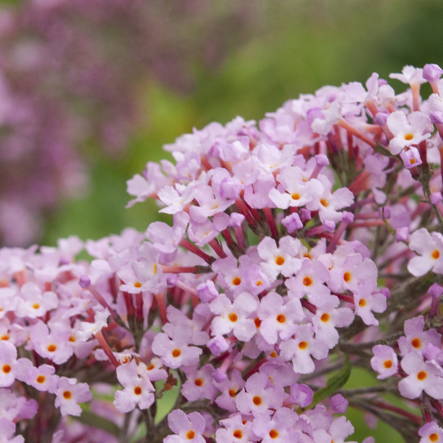 Buddleja 'Pink Delight'