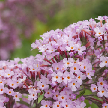 Buddleja 'Pink Delight'