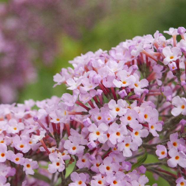 Buddleja 'Pink Delight'