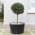25cm ball with 50cm clear stem, 7.5L pot