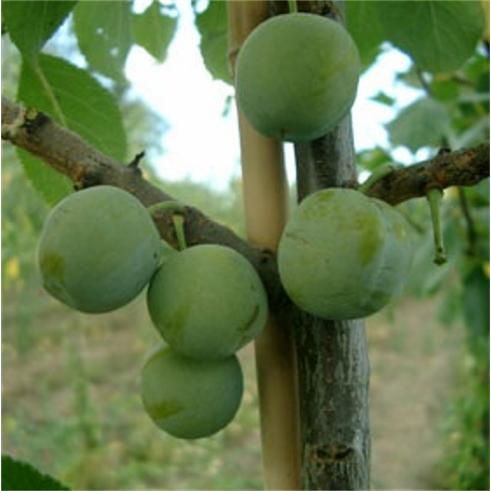 Plum Cambridge Gage