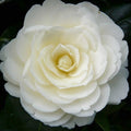 Bush, 30-50cm, 4L pot