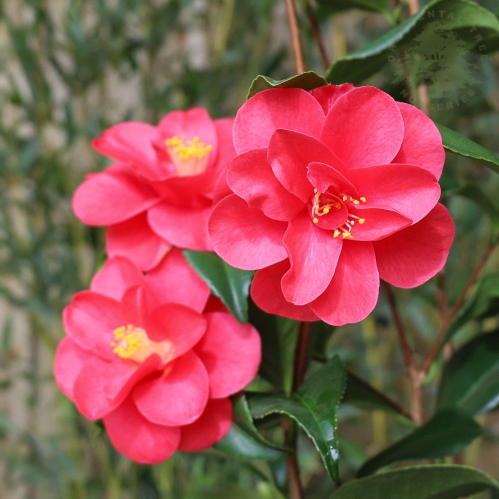 camellia japonica mary williams Camellia reticulata Mary Williams | Evergreen Shrub