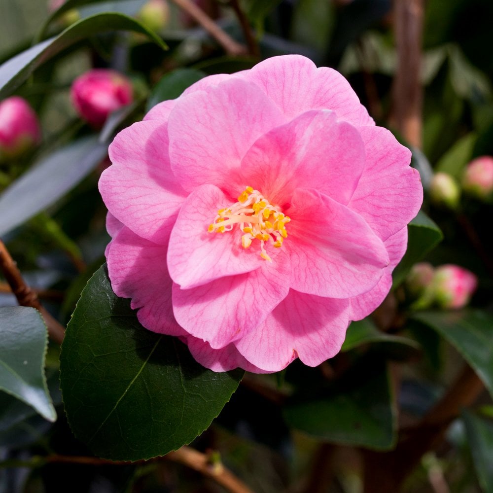 Camellia Spring Festival | Pink Camellia | Ornamental Trees