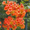 Climber, 3 canes, 200-250cm, 20L pot