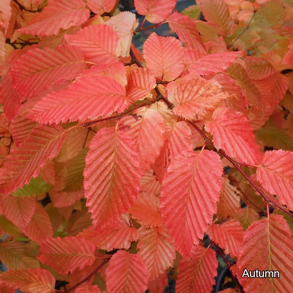 Carpinus betulus Rockhampton Red | Hornbeam | Ornamental Trees