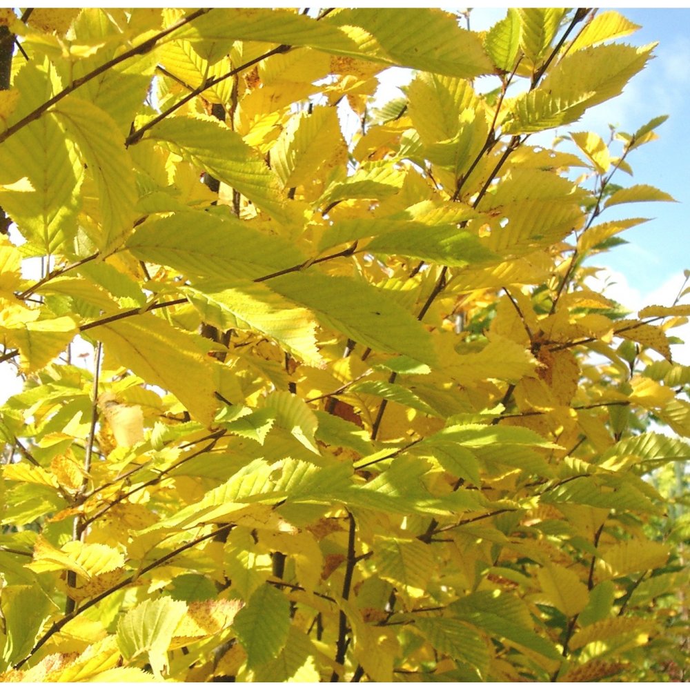 Carpinus Betulus European Or Common Hornbeam Tree Ornamental Trees carpinus-betulus-european-or-common-hornbeam-tree-ornamental-trees