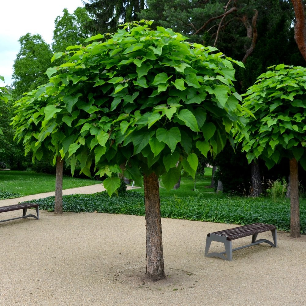 Catalpa bignonioides Nana | Dwarf Indian Bean Tree | Ornamental Trees