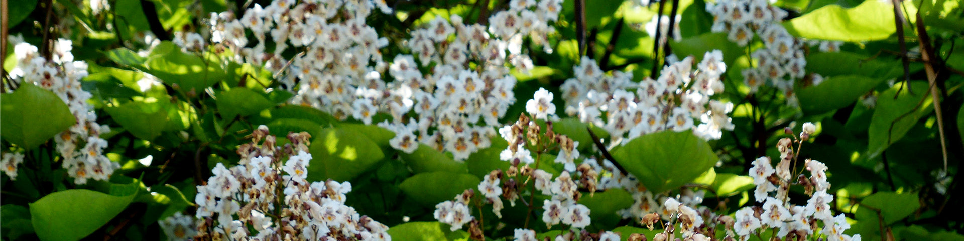 Catalpa tree in flower