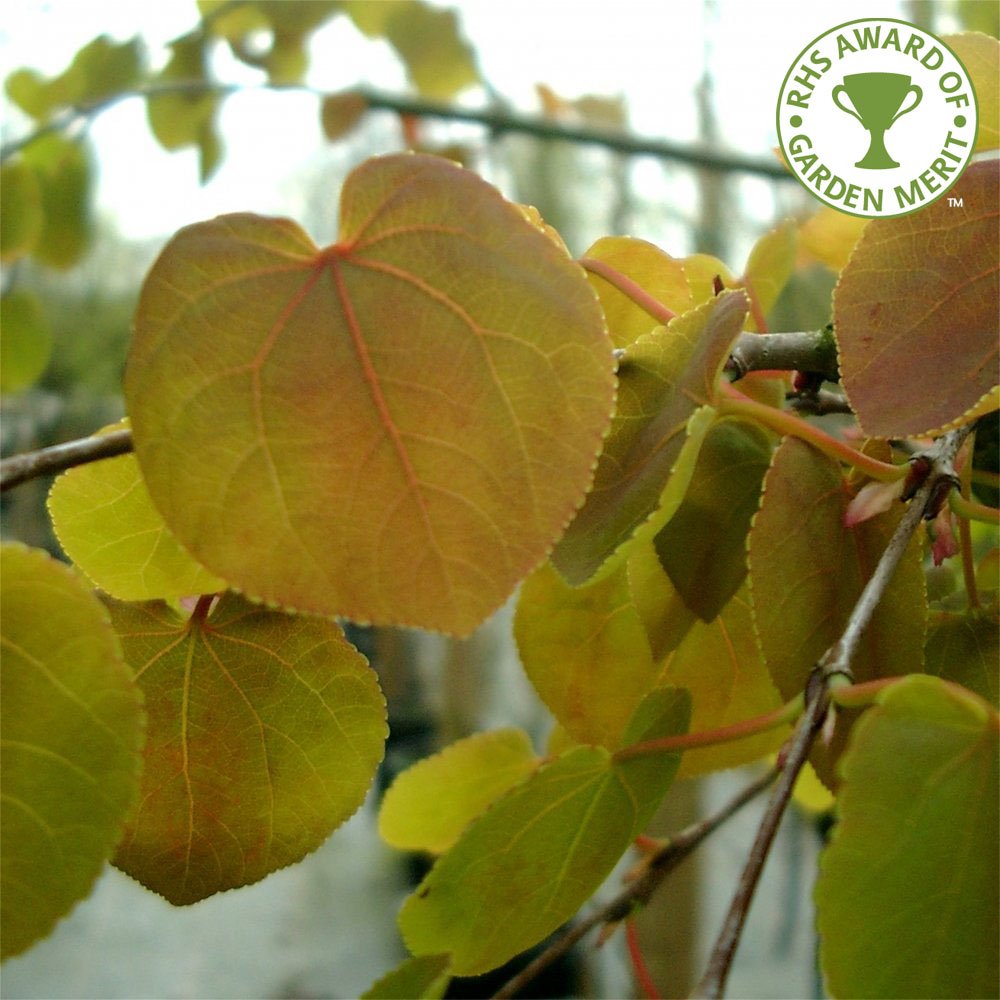 Katsyra Tree Cercidiphyllum japonicum pendulum | Weeping Katsura Trees – Ornamental ...