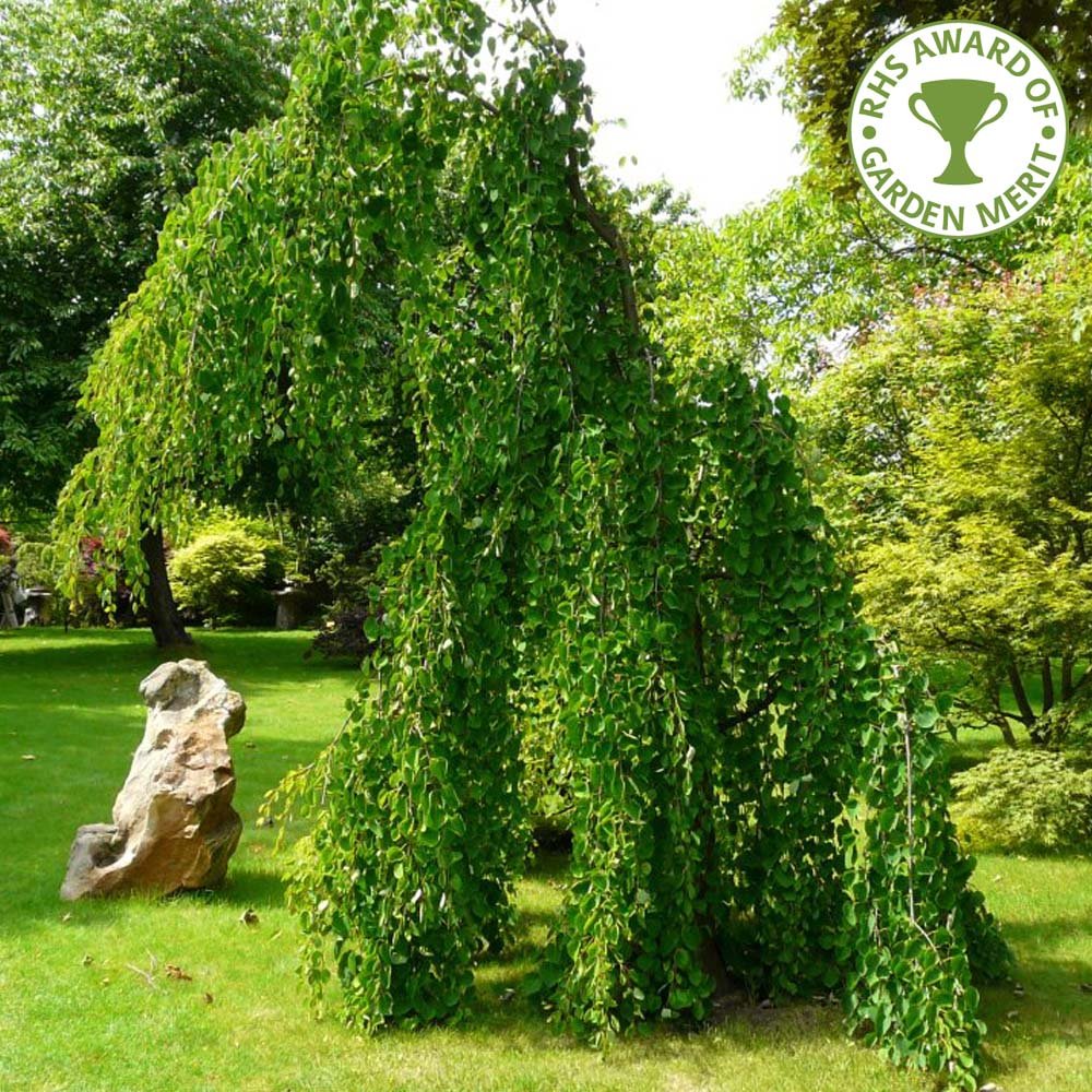 Katsyra Tree Cercidiphyllum japonicum pendulum | Weeping Katsura Trees – Ornamental ...