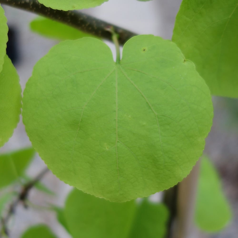 Cercidiphyllum Japonicum Pendulum Weeping Katsura Ornamental Trees cercidiphyllum-japonicum-pendulum-weeping-katsura-ornamental-trees