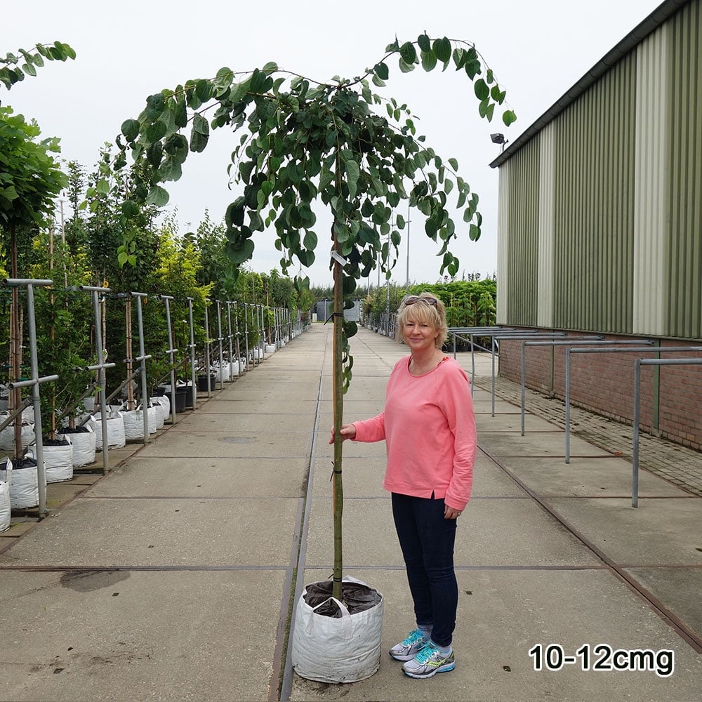 Cercidiphyllum Japonicum Pendulum