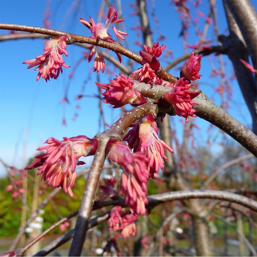 Cercidiphyllum japonicum pendulum Katsura flowers