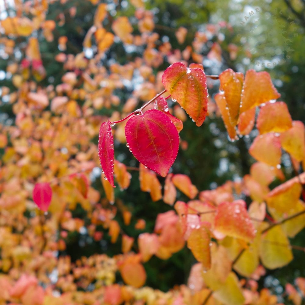 Katsyra Tree Cercidiphyllum japonicum | Buy Katsura Trees | Caramel Tree ...