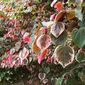 Cercis canadensis 'Carolina Sweetheart' Redbud