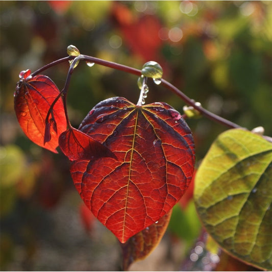 Cercis canadensis Forest Pansy leaves