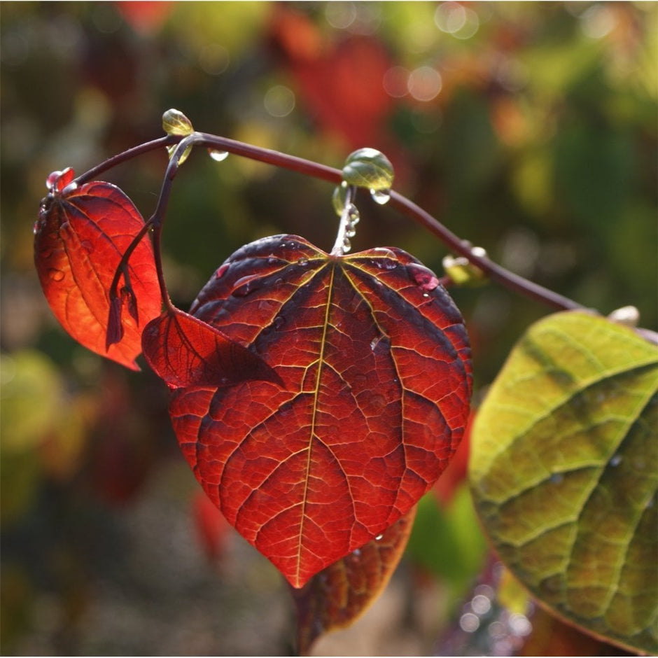 Cercis chinensis Avondale | Small Chinese Redbud | Ornamental Trees