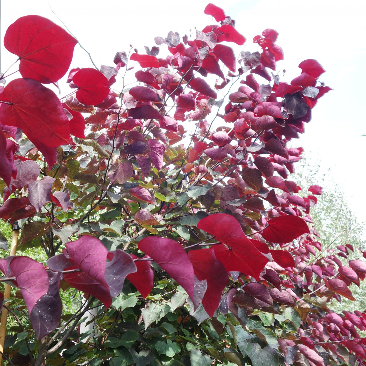 Panay Tree Cercis canadensis Forest Pansy | North Redbud | Ornamental Trees