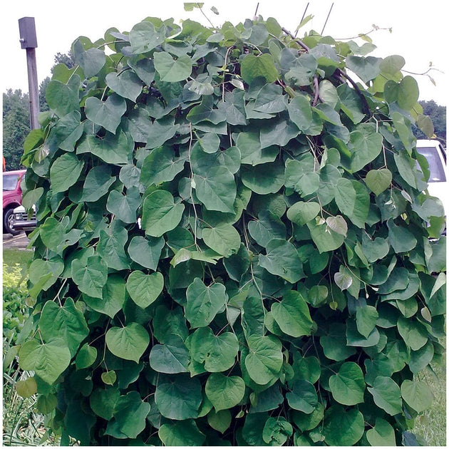 lavender twist tree Cercis canadensis Lavender Twist | Covey Redbud