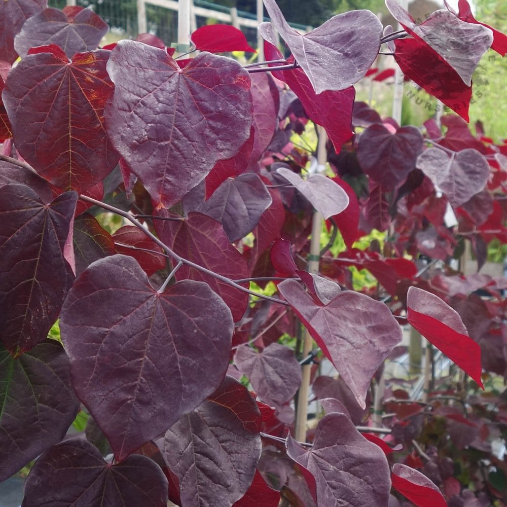 Cercis canadensis Ruby Falls | Weeping Redbud Trees – Ornamental Trees