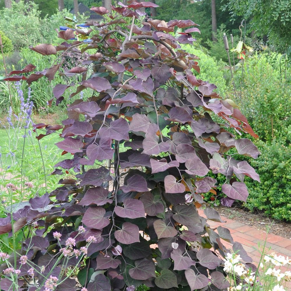 Cercis canadensis Ruby Falls | Weeping Redbud Trees – Ornamental Trees