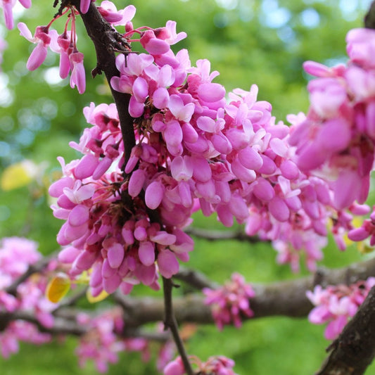 Cercis siliquastrum Judas tree blossom