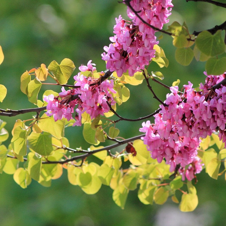 Cercis Trees & Bushes For Sale | Judas Redbuds | Ornamental Trees