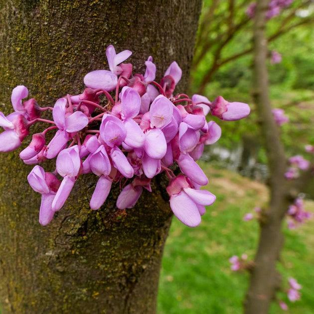 Value Roots Tree Cercis siliquastrum Flowering Judas Tree For Sale | Ornamental Trees