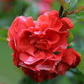 Bush, 100-125cm, 12L pot
