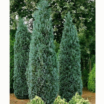 Chamaecyparis lawsoniana 'Columnaris Glauca' tree